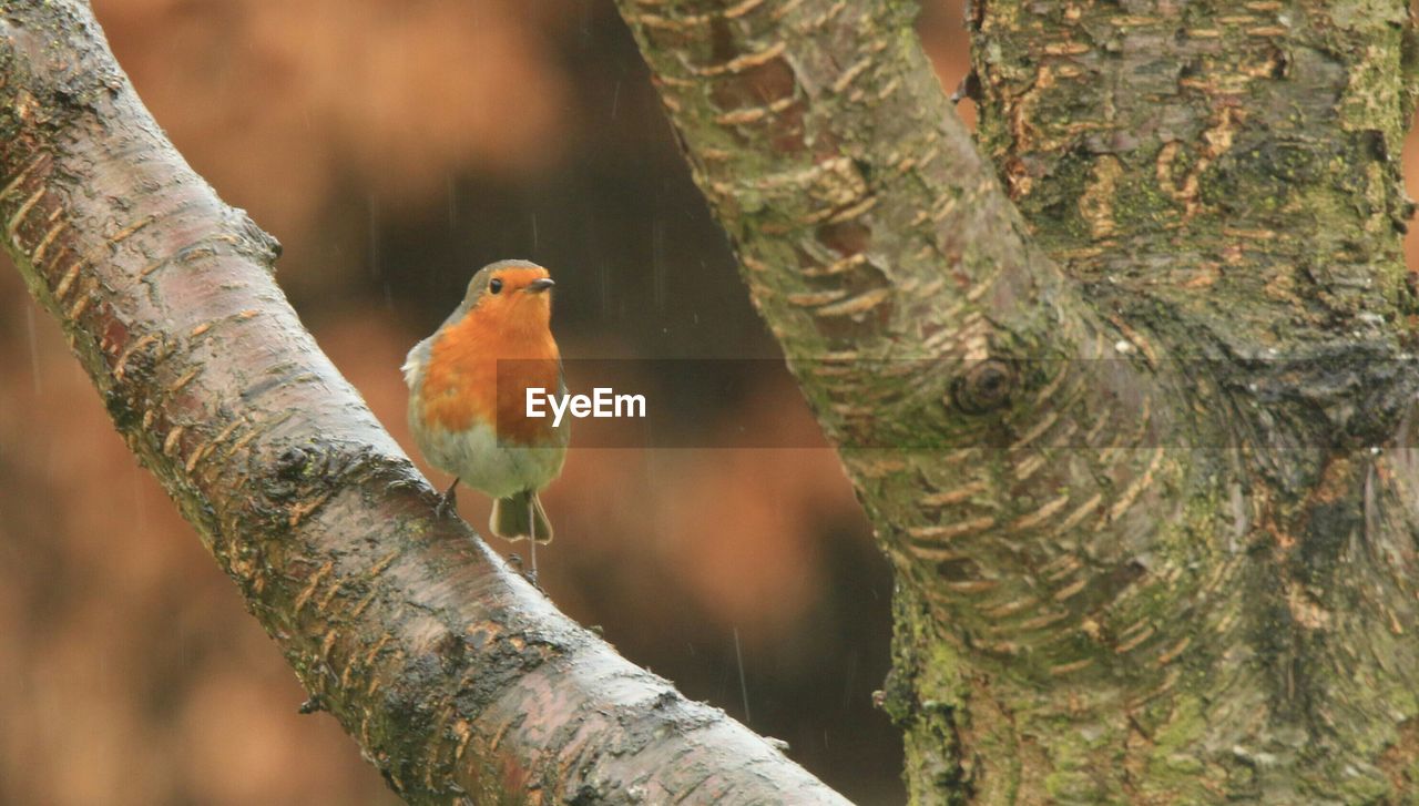 Robin perching on tree