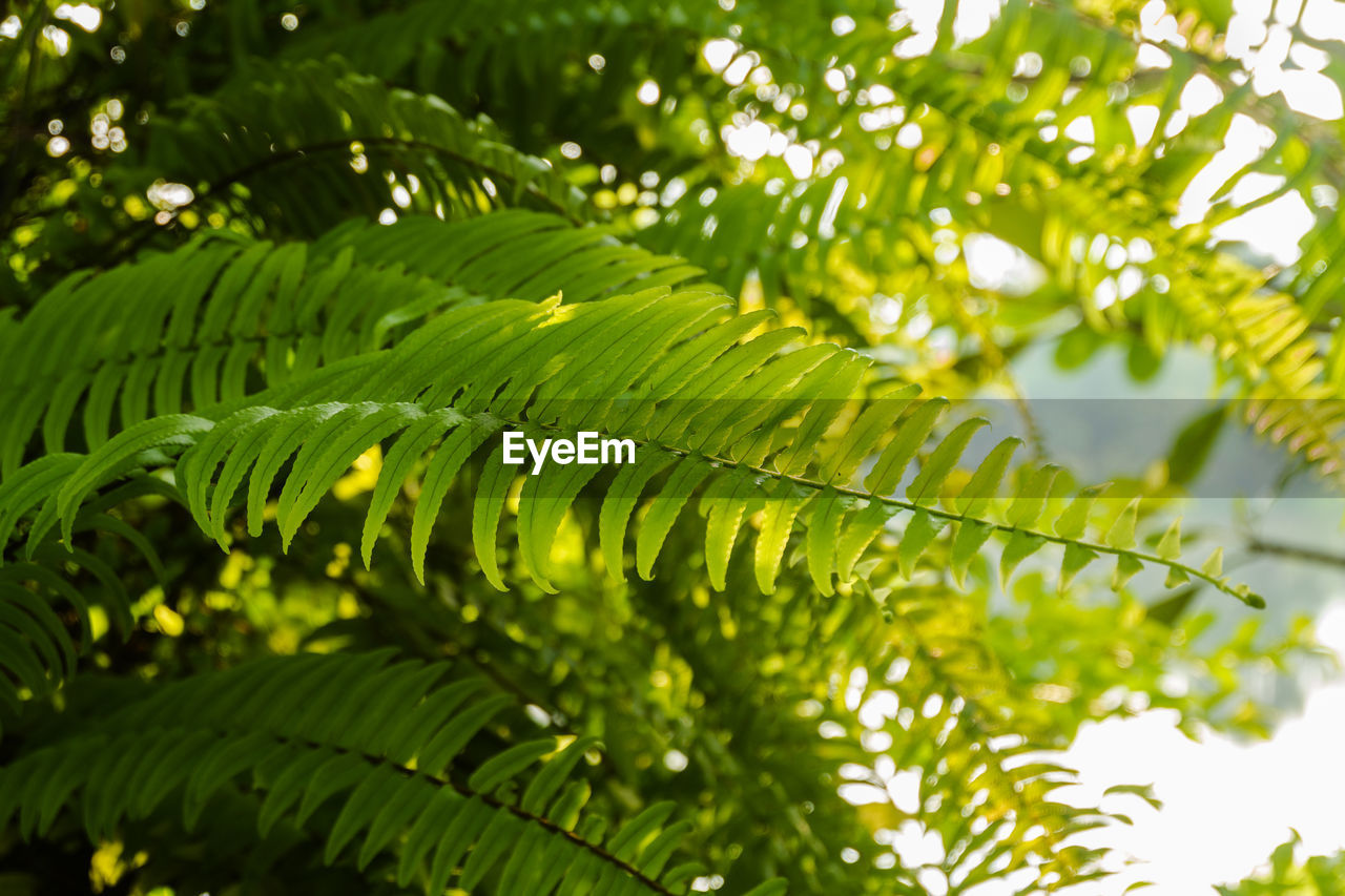 Close-up of green leaves on tree