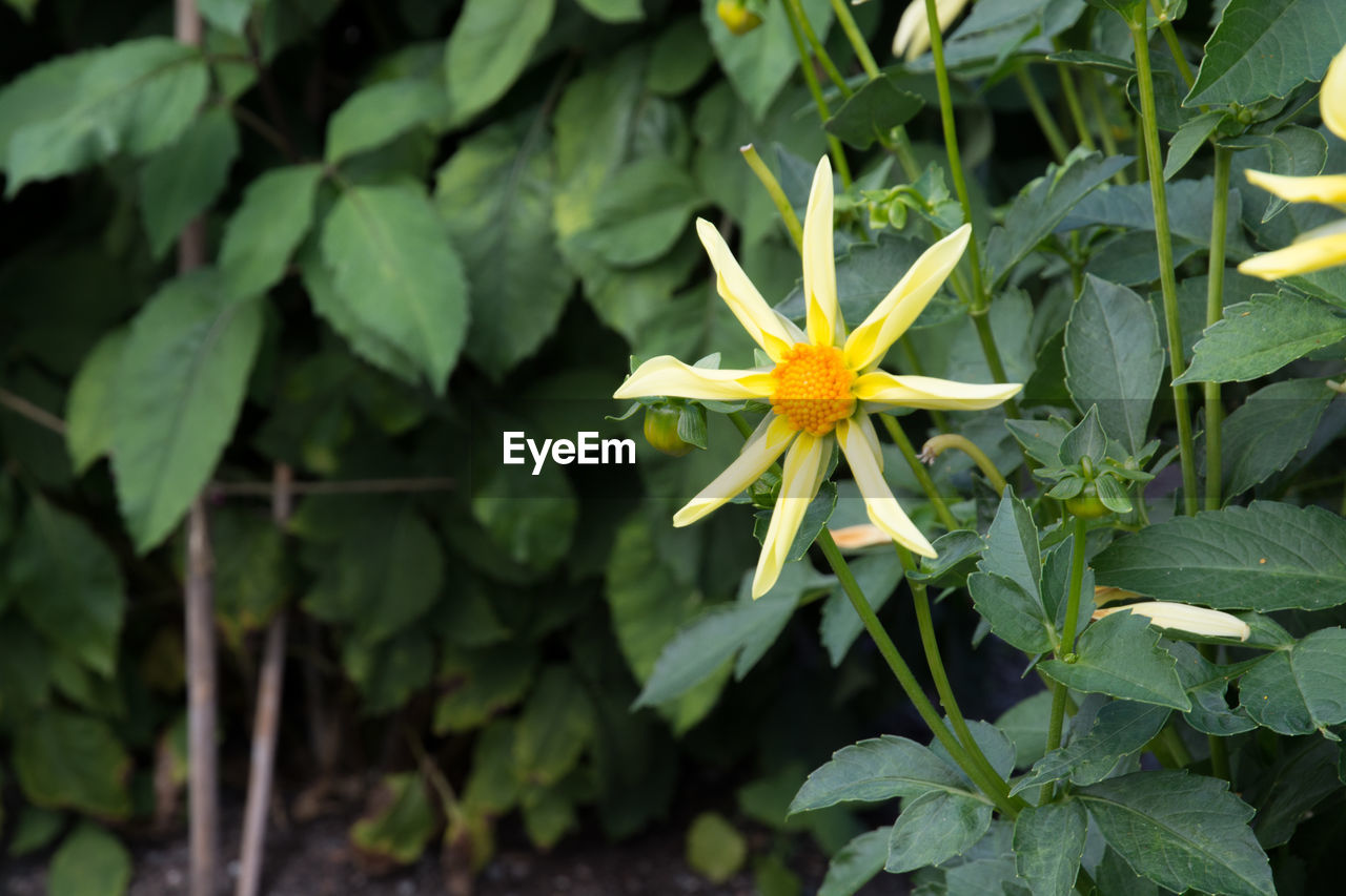 CLOSE-UP OF YELLOW FLOWER