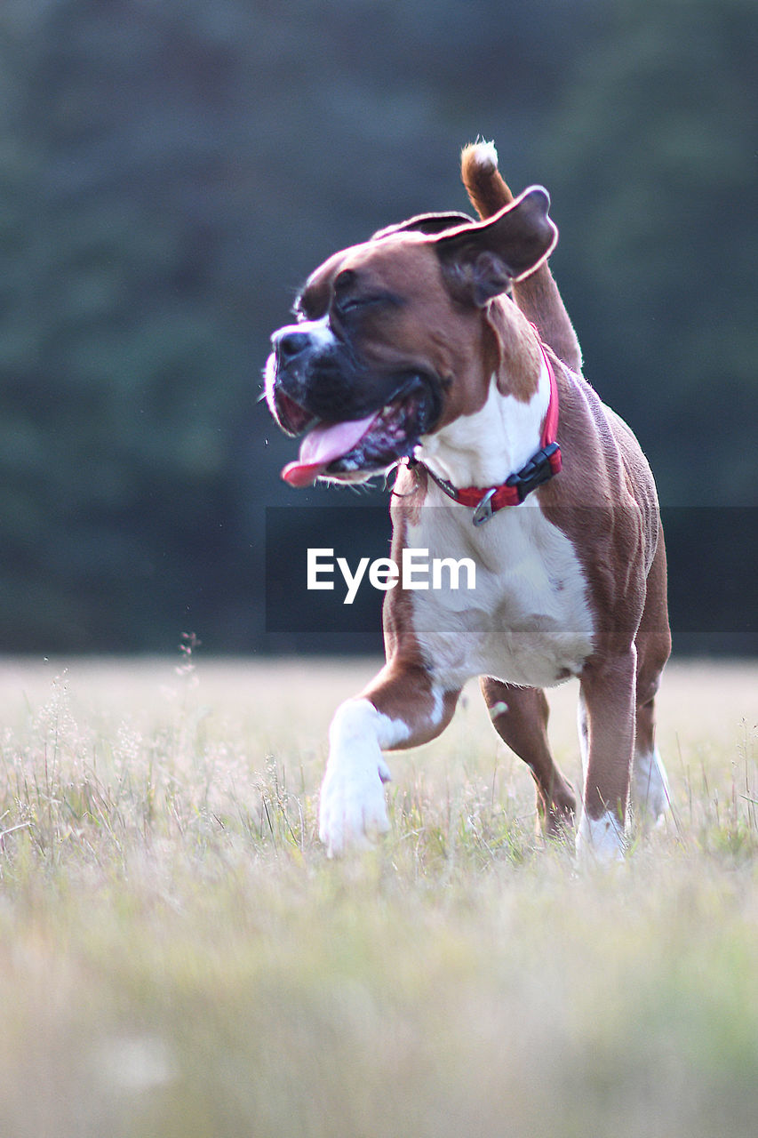 DOG STANDING ON LAND