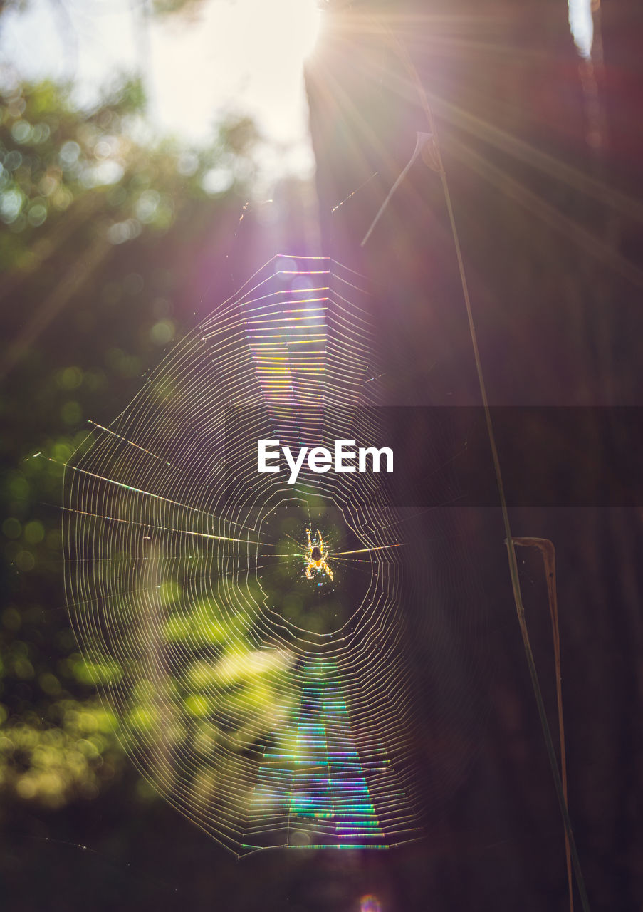 spider web, fragility, sunlight, light, lens flare, nature, macro photography, close-up, animal, reflection, no people, sunbeam, focus on foreground, animal themes, day, sun, outdoors, beauty in nature, spider, one animal, arachnid, selective focus, plant, sky, green, animal wildlife