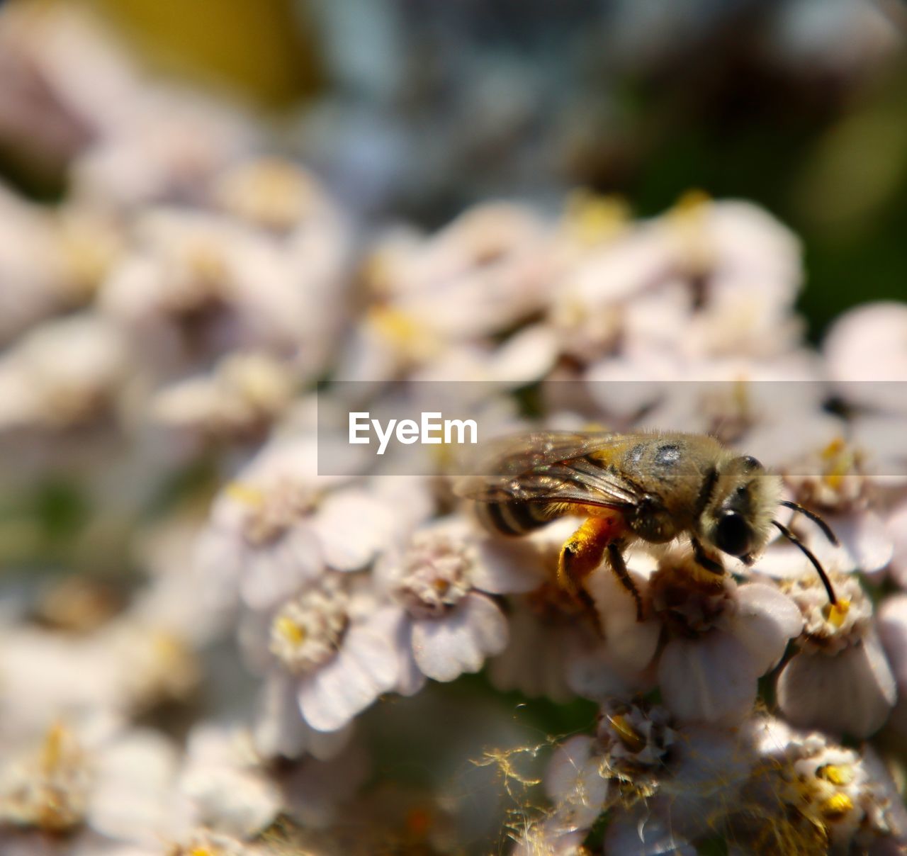 CLOSE-UP OF HONEY BEE POLLINATING ON FLOWER