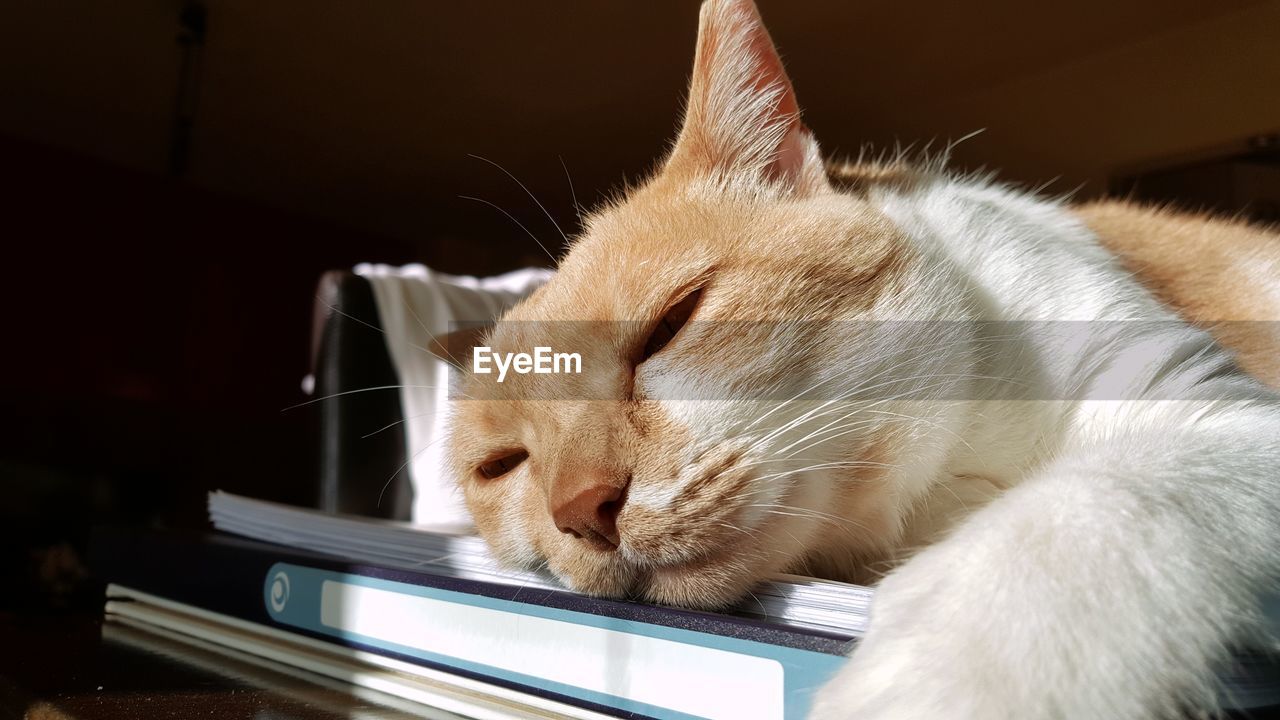 Close-up of cat relaxing on book at home