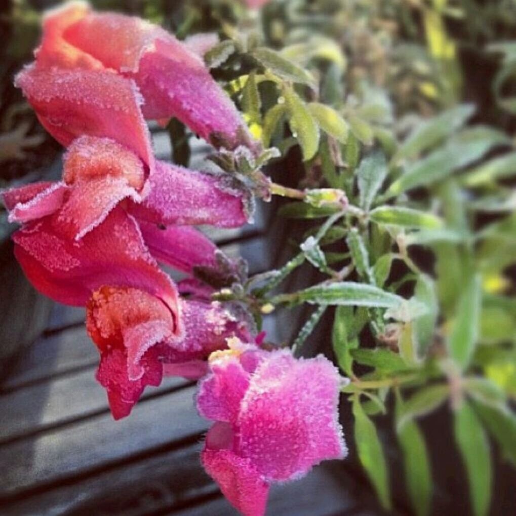 CLOSE-UP OF PINK ROSE BLOOMING OUTDOORS