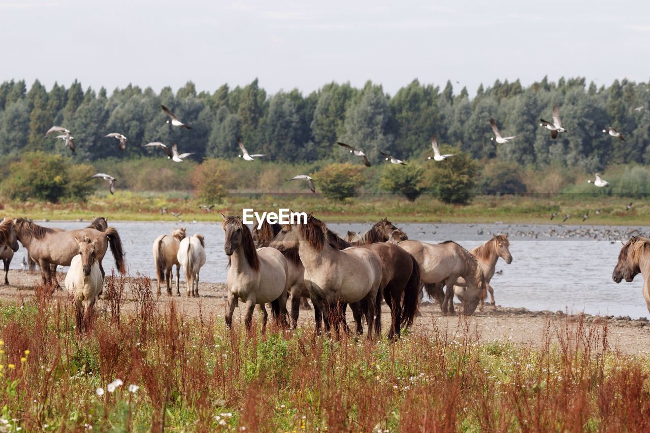 Horses on landscape against sky