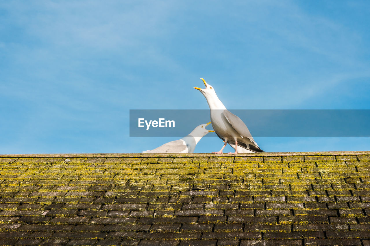 Two seagull birds perched on a moss covered roof top - aggressively squawking with big blue sky