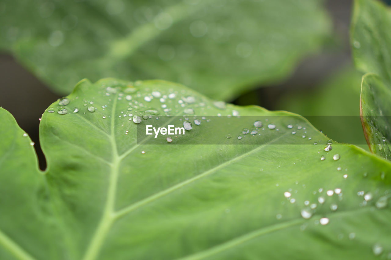 The droplet of water raindrops on fresh green giant leaflet of elephant ear plant's leaf