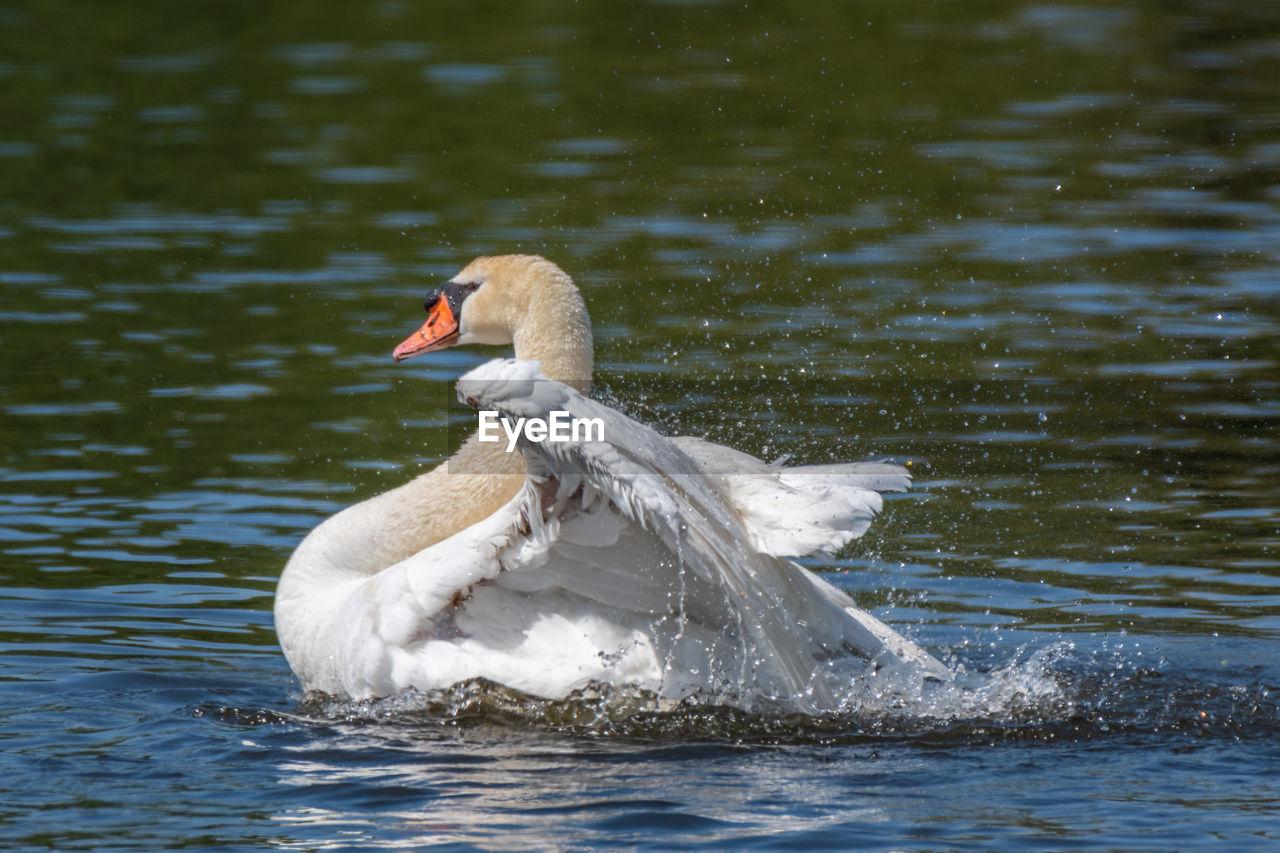 Adult male mute swan displaying wings on the huron river