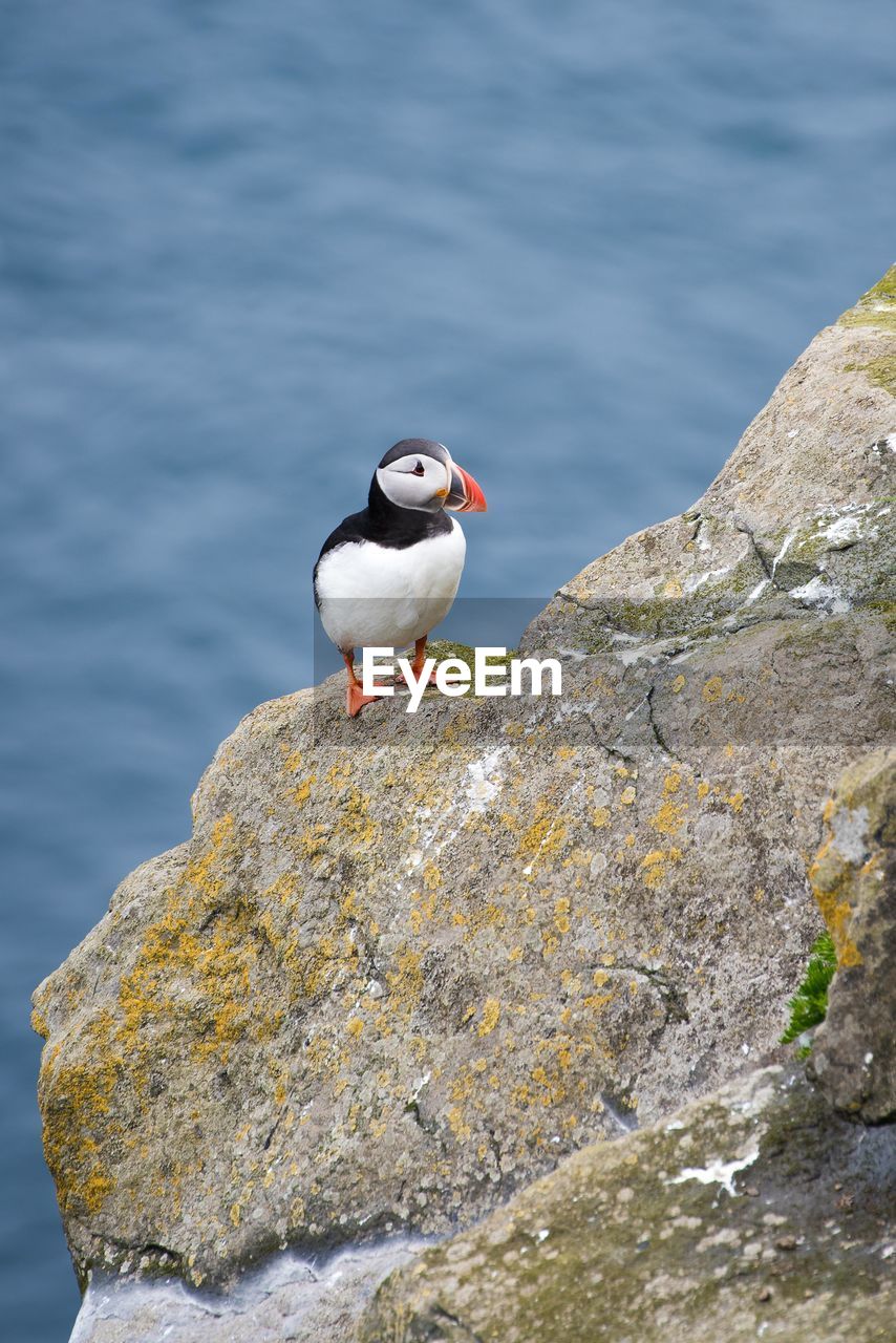 Puffin perching on rock