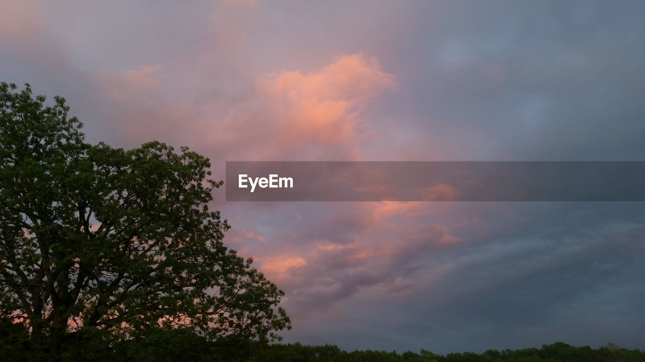 LOW ANGLE VIEW OF TREES AGAINST SKY