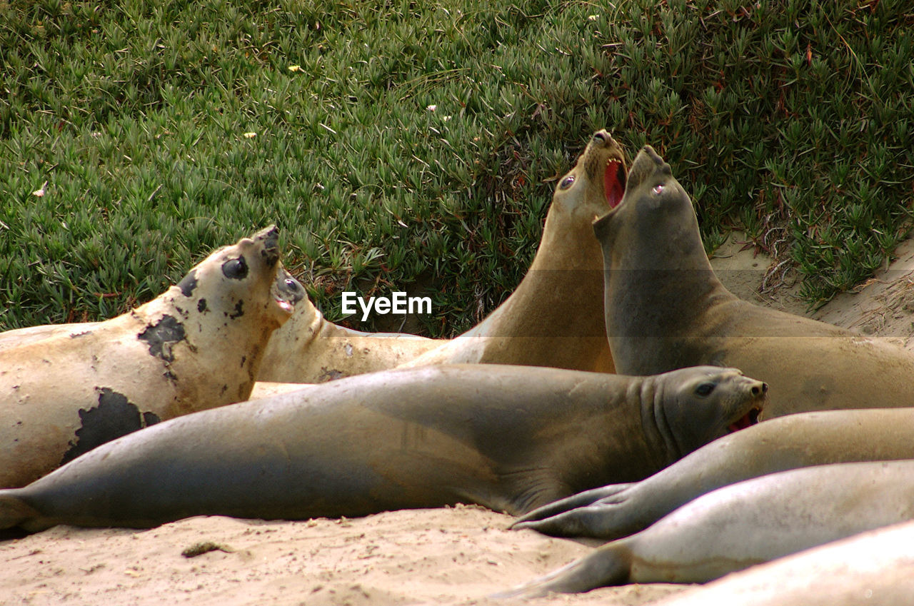 Close-up of see lions lying on sand, patagonia argentina 