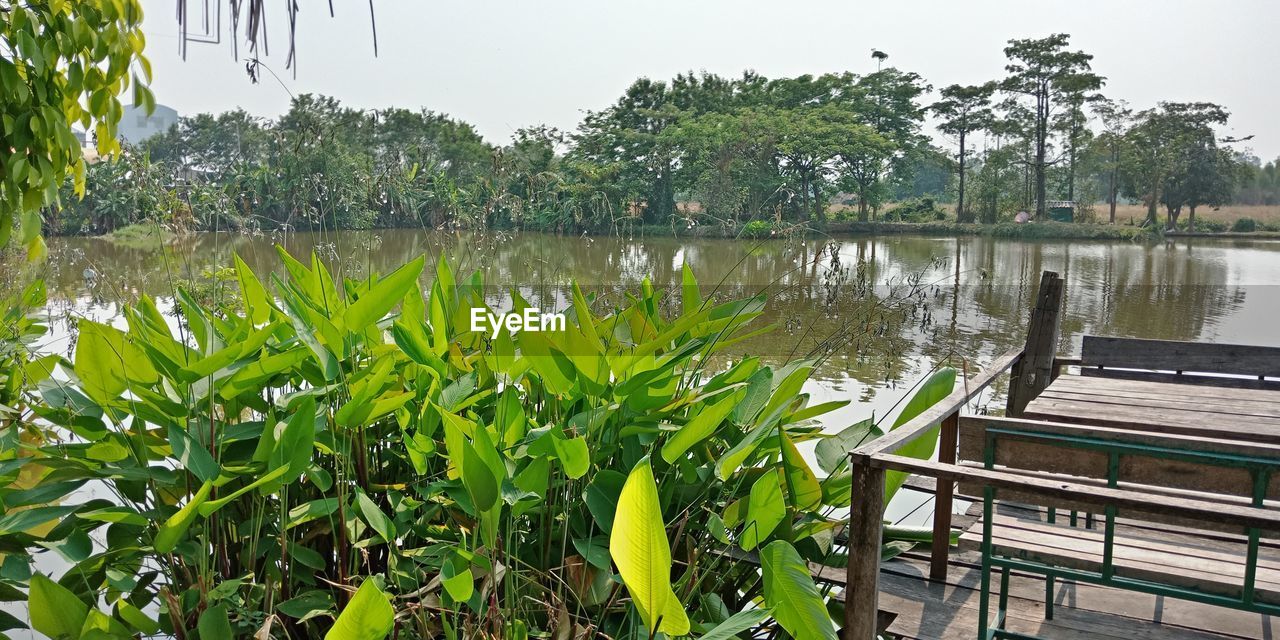 PLANTS AND TREES BY LAKE AGAINST SKY