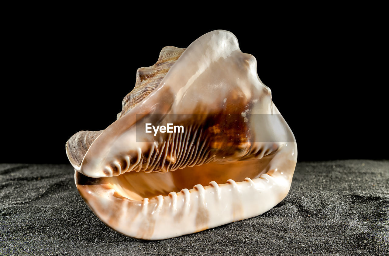 conch, shell, black background, animal, animal wildlife, animal themes, sea, studio shot, no people, close-up, sea life, wildlife, nature, marine, indoors, one animal, seashell, macro photography, water, jellyfish, animal shell, sand