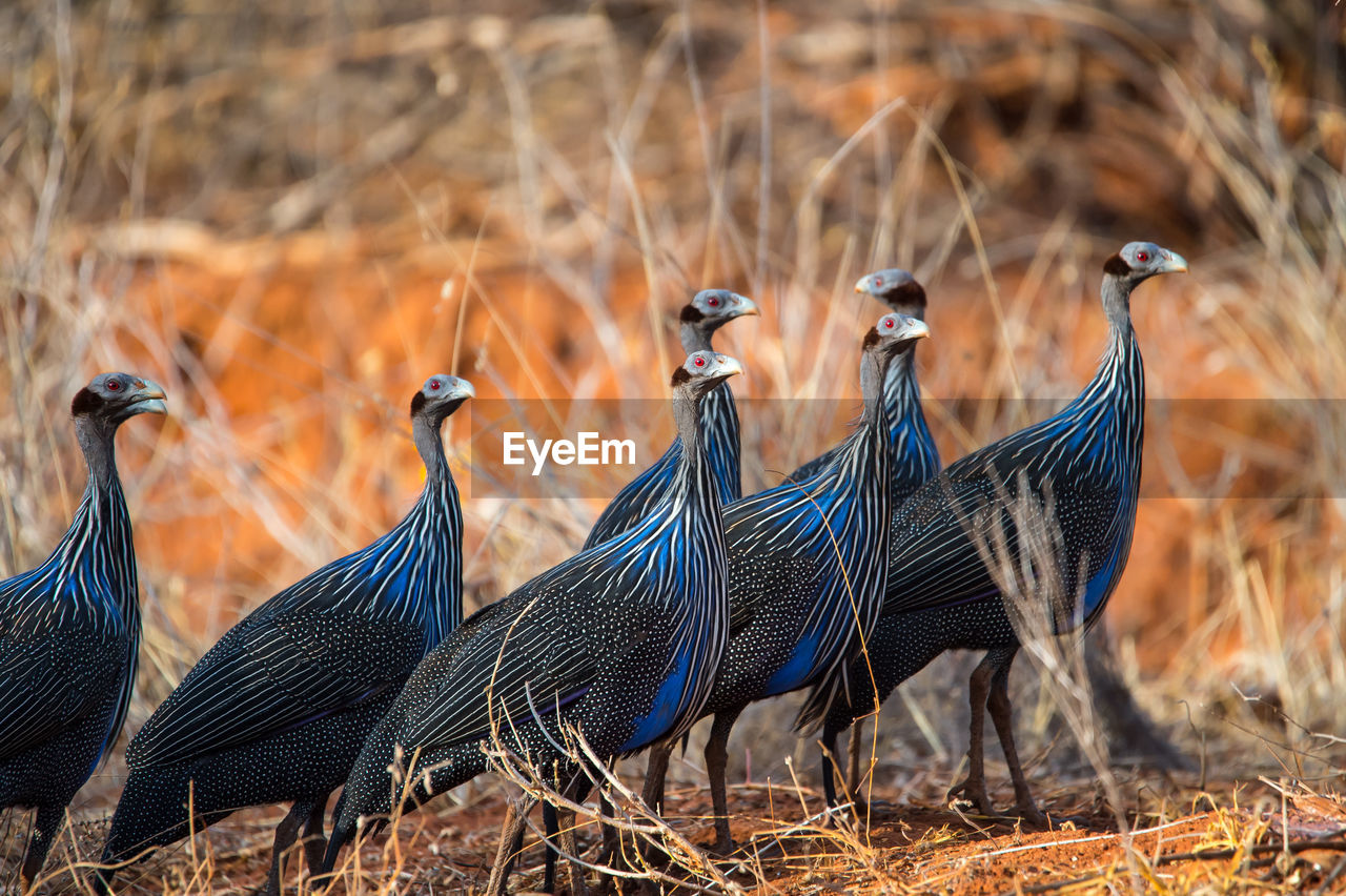 Side view of birds against blurred background