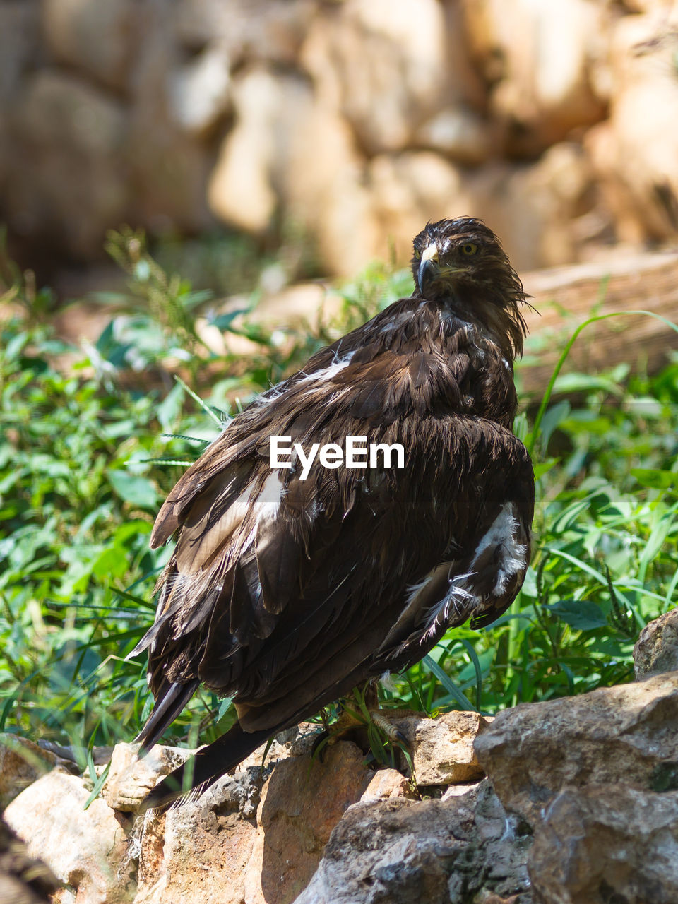 Lesser spotted eagle perching on rock