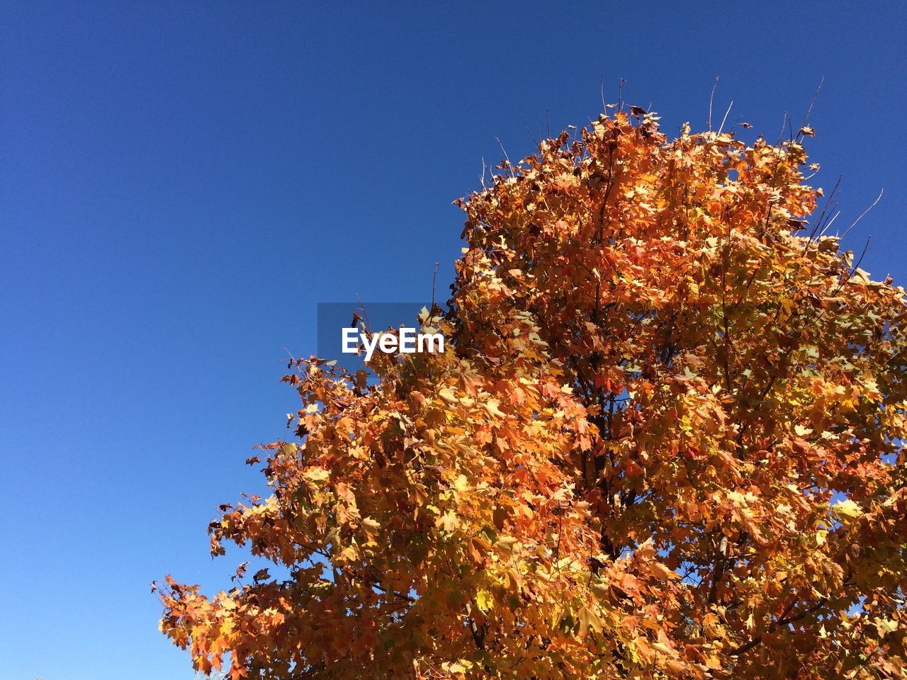 Low angle view of flowering tree against clear blue sky