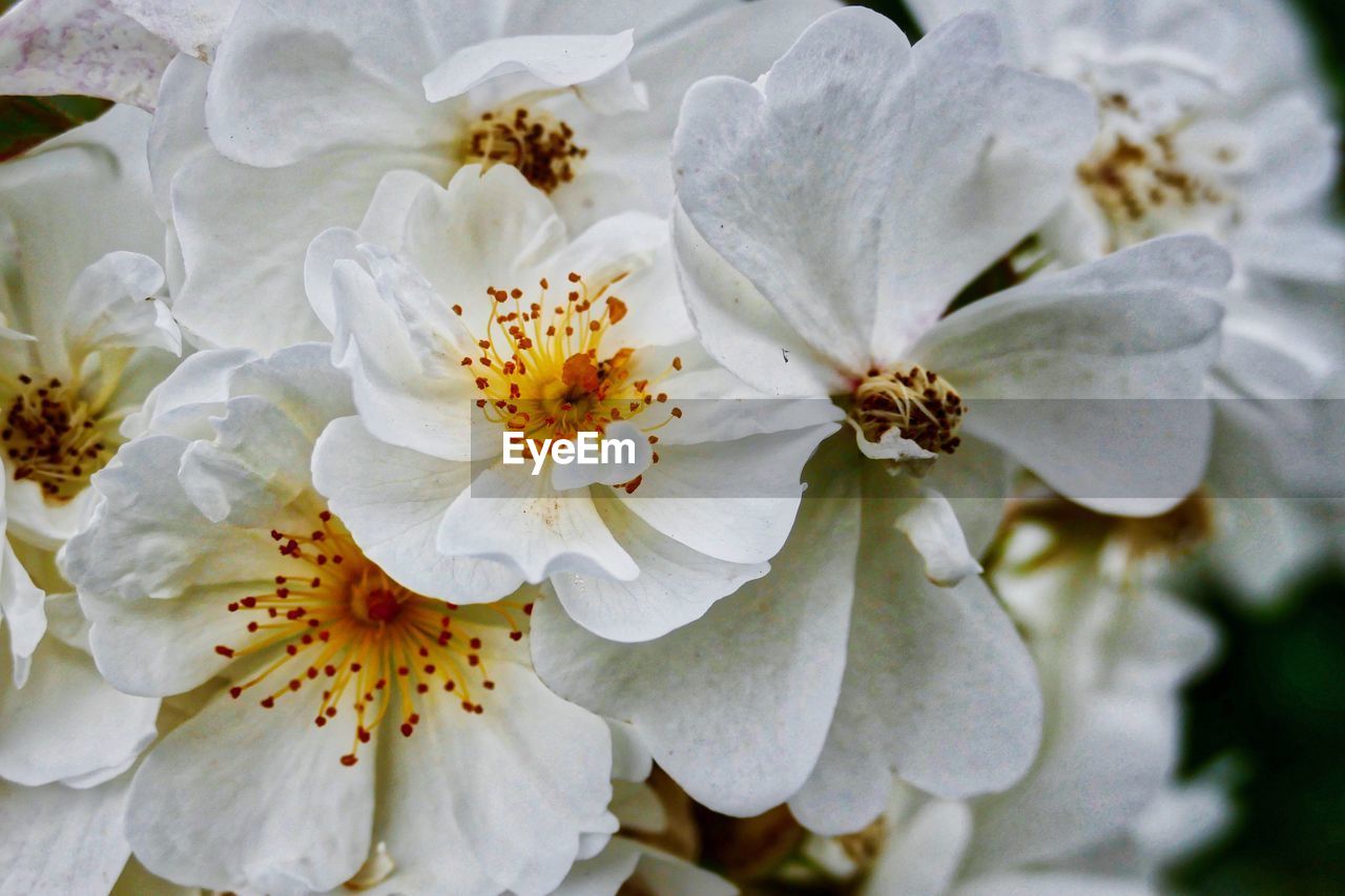 Close-up of white flowers