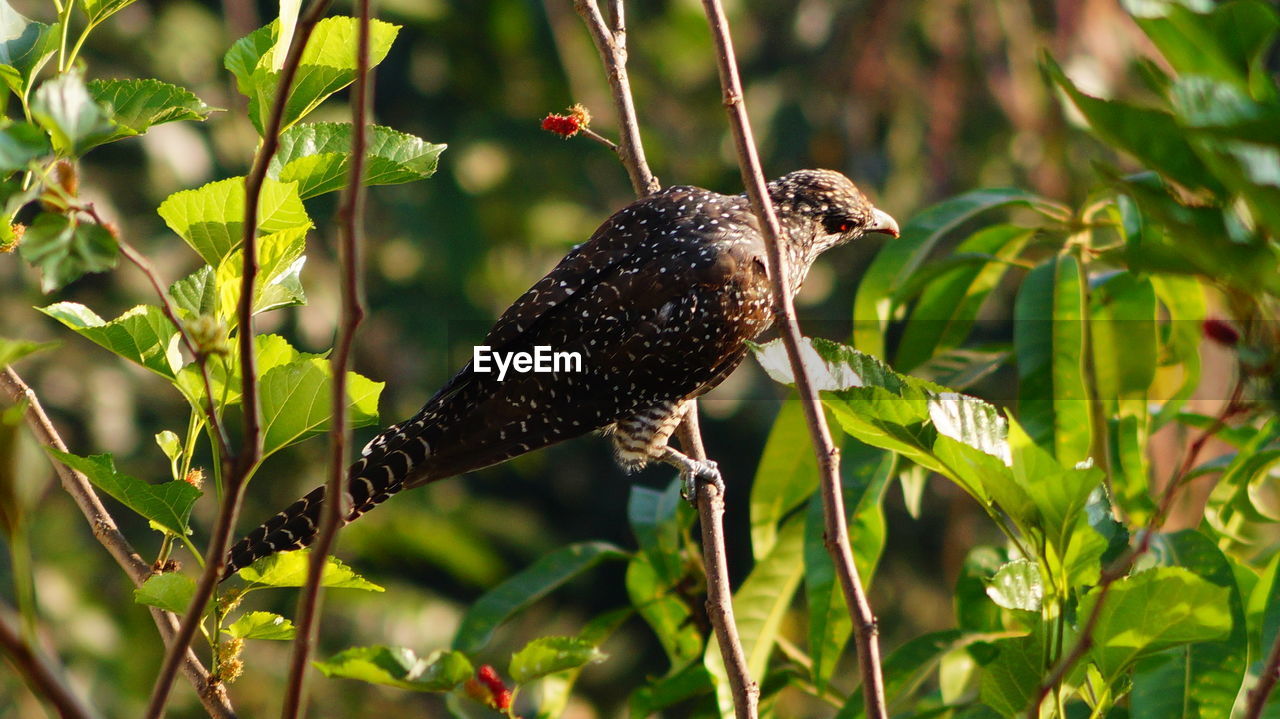 High angle view of koel perching on branch at forest