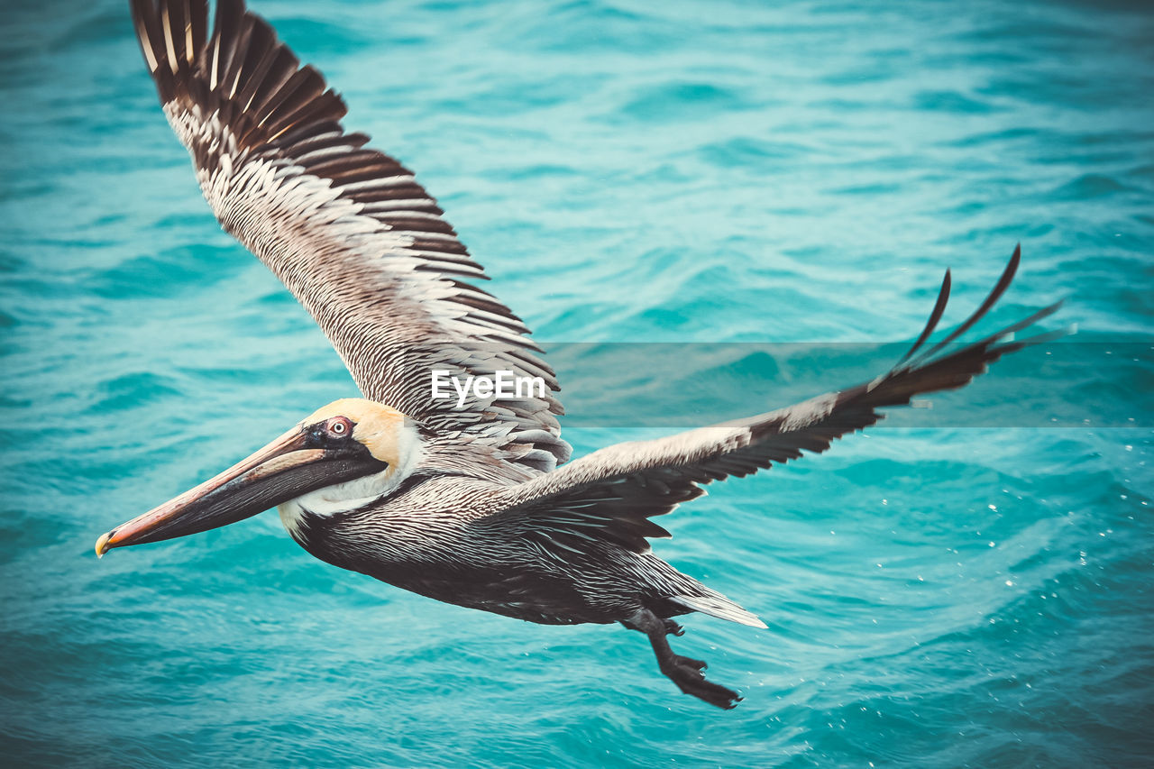 CLOSE-UP OF BIRDS IN SEA