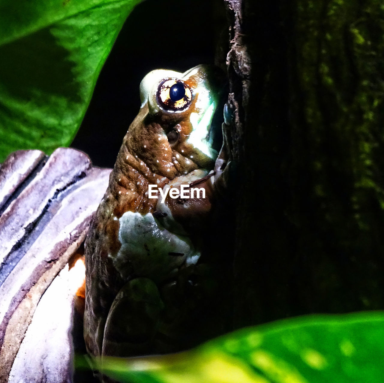 CLOSE-UP OF A FROG ON TREE TRUNK