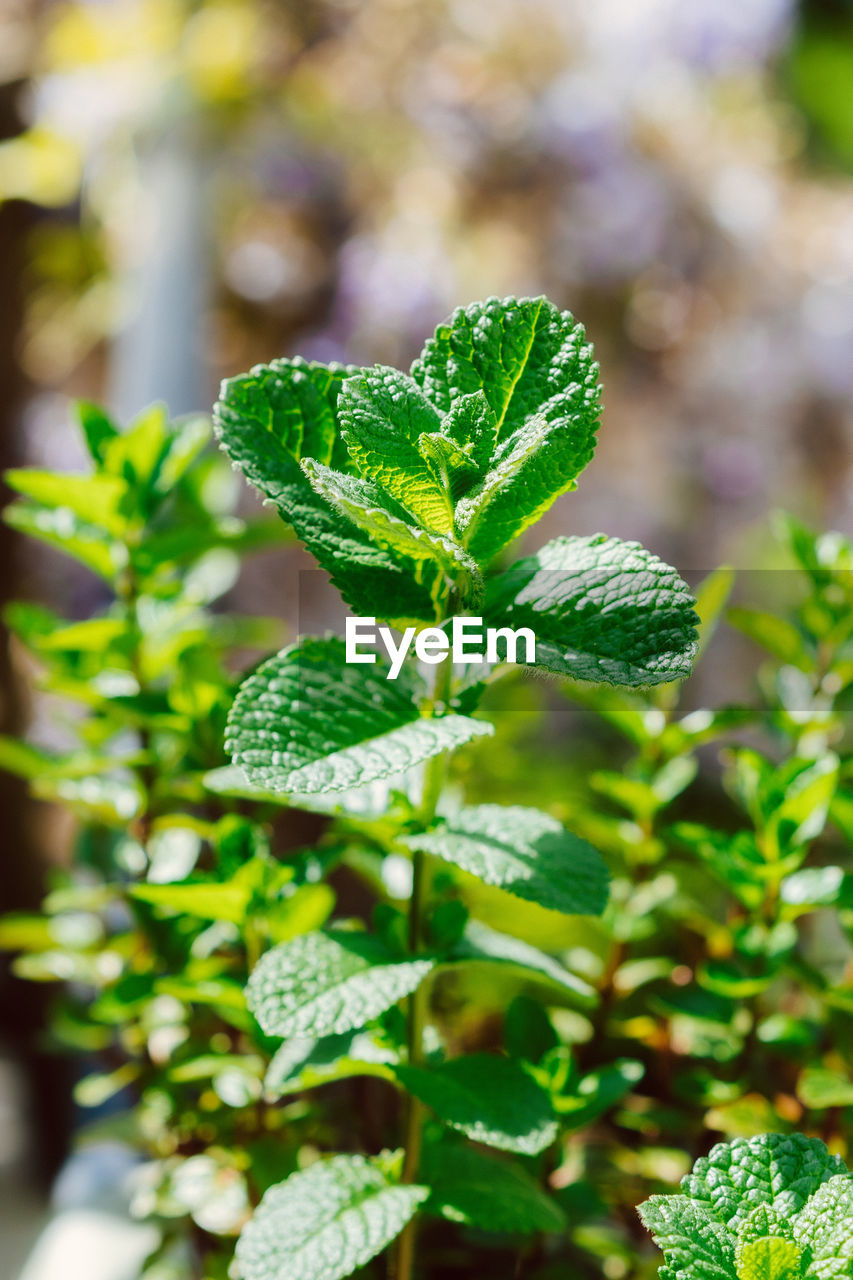 CLOSE-UP OF FRESH GREEN PLANT LEAVES