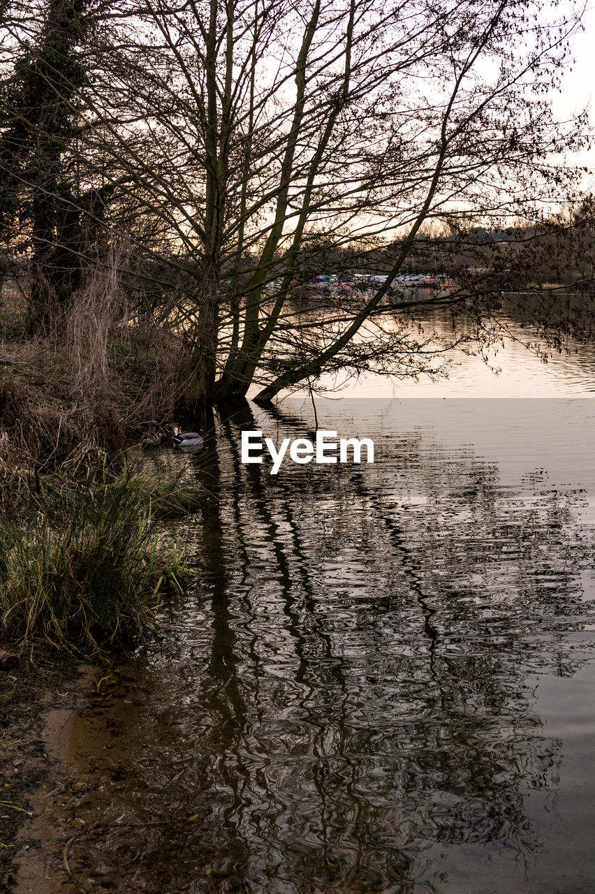 REFLECTION OF TREES IN LAKE