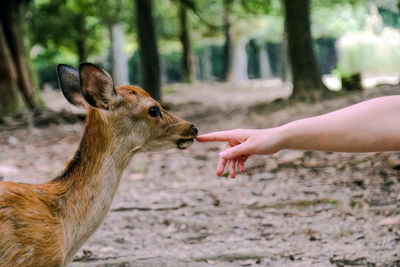 Baby deer touching hand. nara park, japan. | ID: 152807646