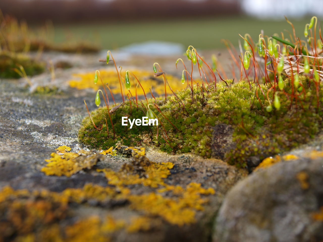 Close-up of moss and lichen growing on rock
