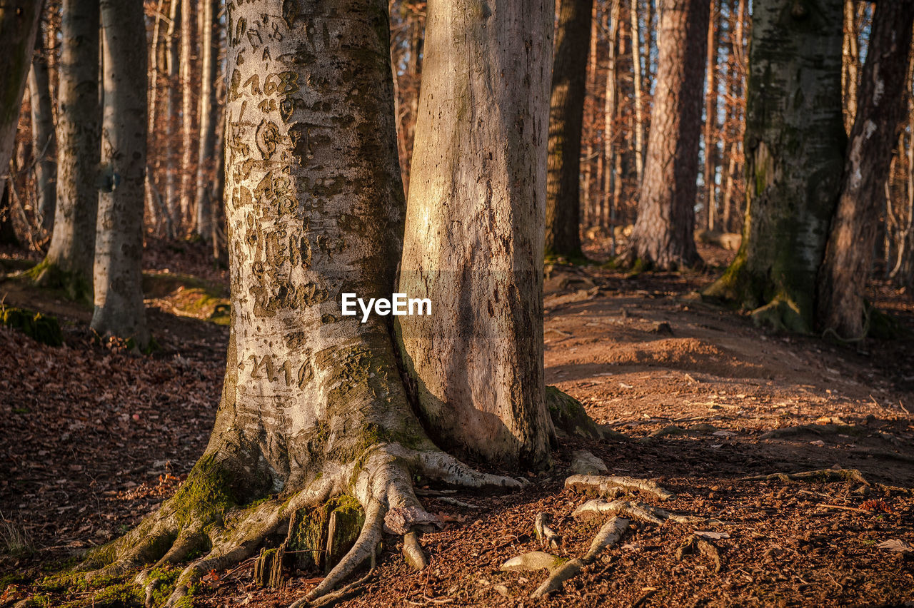Trees growing in forest at morning