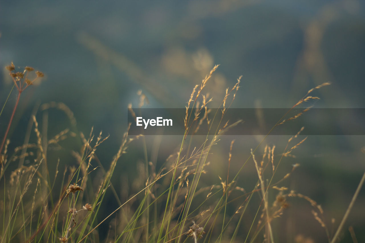 Grass flowers that lie along the wind that blows through and impacted by the soft light. background.