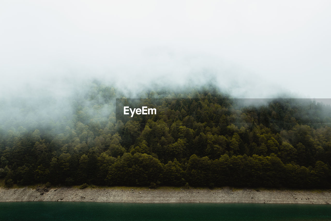 Picturesque view of green coniferous trees growing on hill in mist