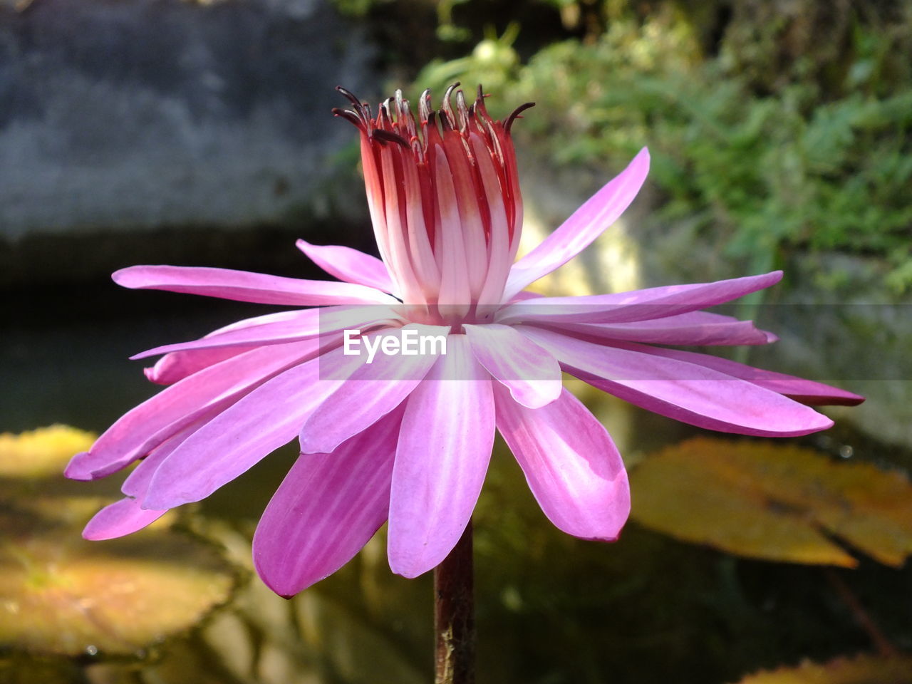 flower, flowering plant, plant, freshness, beauty in nature, pink, petal, fragility, flower head, nature, close-up, water, inflorescence, macro photography, focus on foreground, growth, no people, pollen, magenta, lake, purple, blossom, outdoors, wildflower, day, water lily, botany, springtime