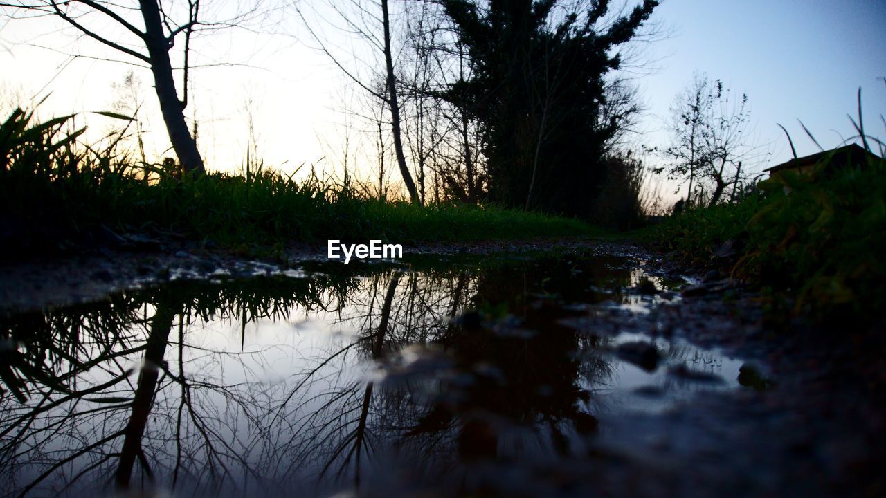 REFLECTION OF TREES IN LAKE