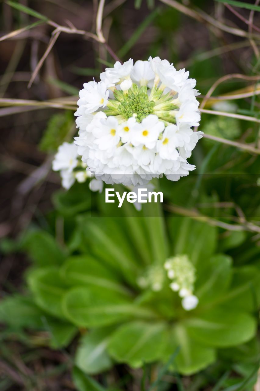 CLOSE-UP OF WHITE FLOWERS