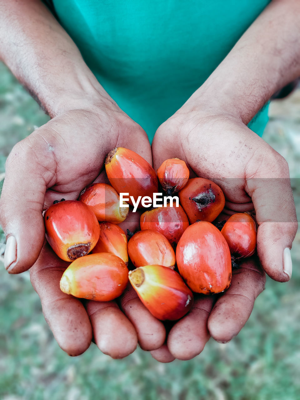 Palm fruit granules that must be collected because they have the highest yield of crude palm oil..