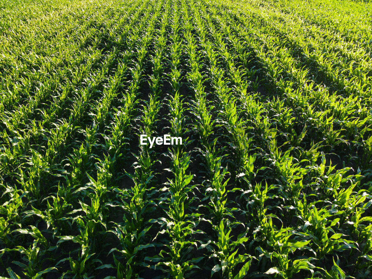 FULL FRAME SHOT OF CROP GROWING ON FIELD