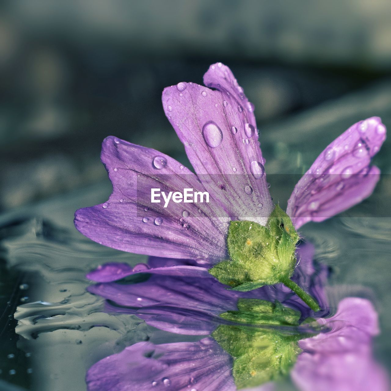 CLOSE-UP OF WATER DROPS ON PURPLE FLOWER