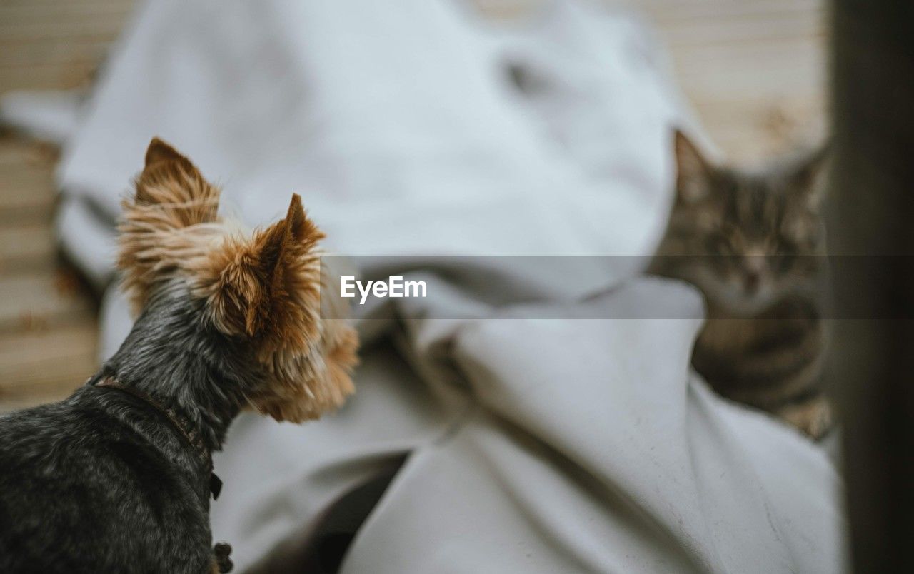 mammal, animal themes, animal, domestic animals, pet, one animal, dog, canine, cat, no people, lap dog, close-up, indoors, carnivore, focus on foreground, animal body part, yorkshire terrier