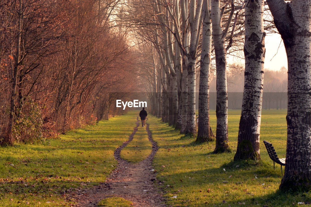 Rear view of mature man walking on footpath amidst trees