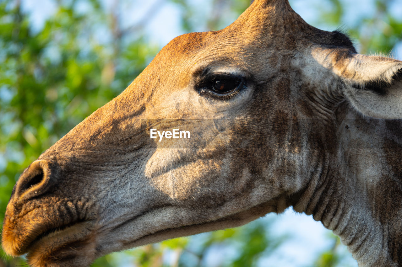 close-up of donkey