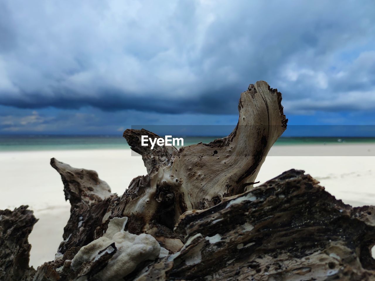 DRIFTWOOD ON BEACH AGAINST SEA