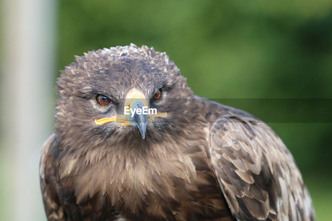 bird, animal themes, animal, animal wildlife, wildlife, bird of prey, one animal, beak, eagle, portrait, animal body part, close-up, hawk, focus on foreground, looking at camera, buzzard, falcon, brown, nature, animal head, wing, sunbeam, no people, feather, outdoors, bald eagle, beauty in nature, multi colored, day, colored background, animals hunting, eye, looking, springtime, falcon - bird, animal eye, head