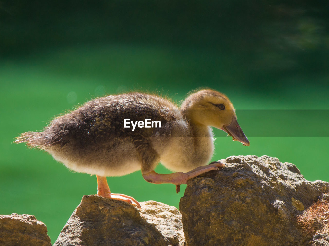 Close-up of bird perching on rocks