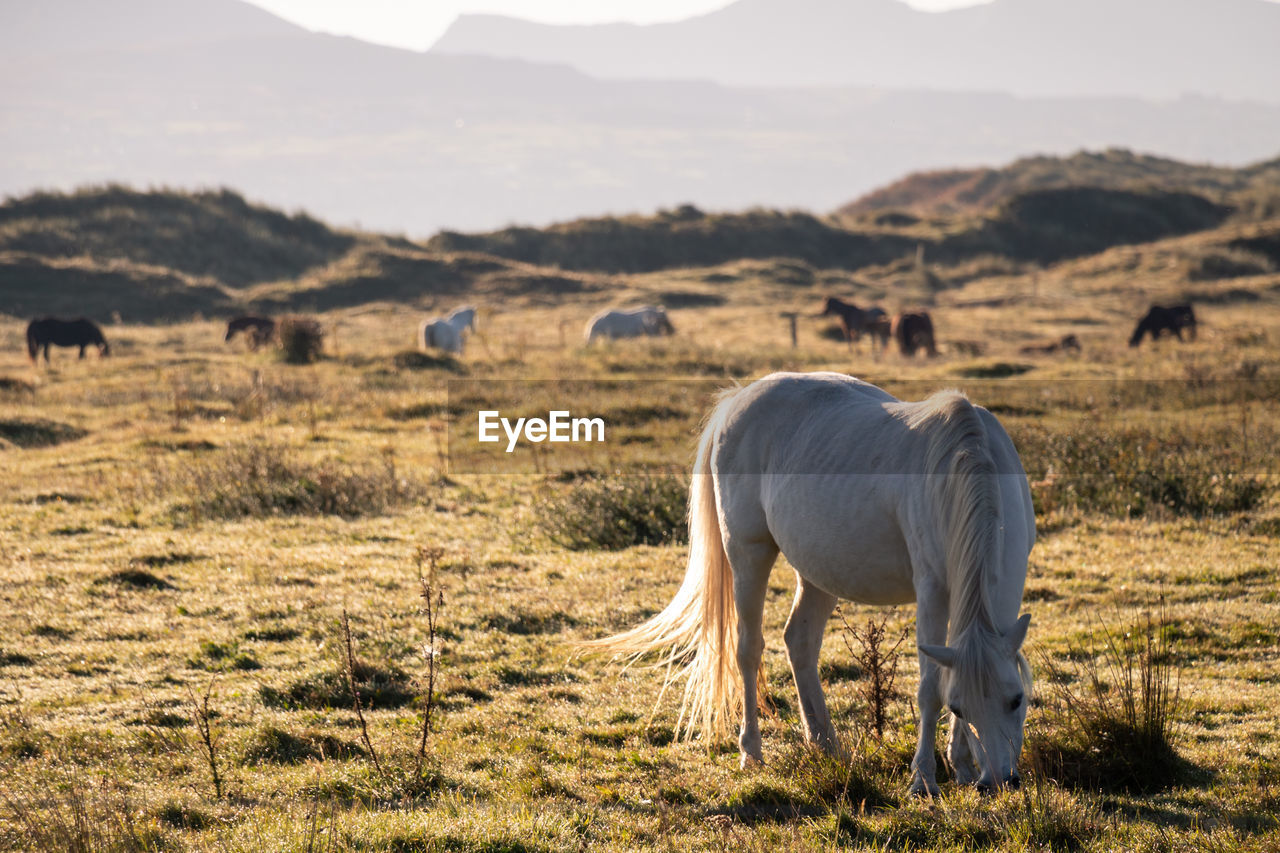 Horse grazing on land