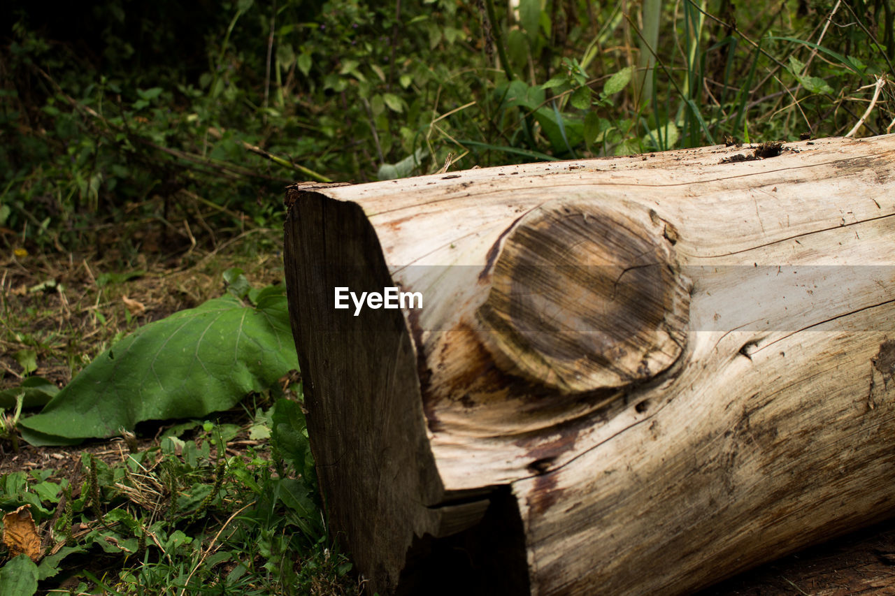 Close-up of wooden logs