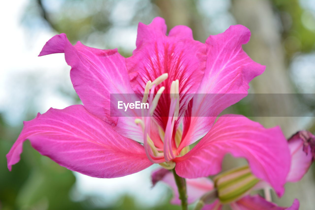 CLOSE-UP OF PINK HIBISCUS BLOOMING