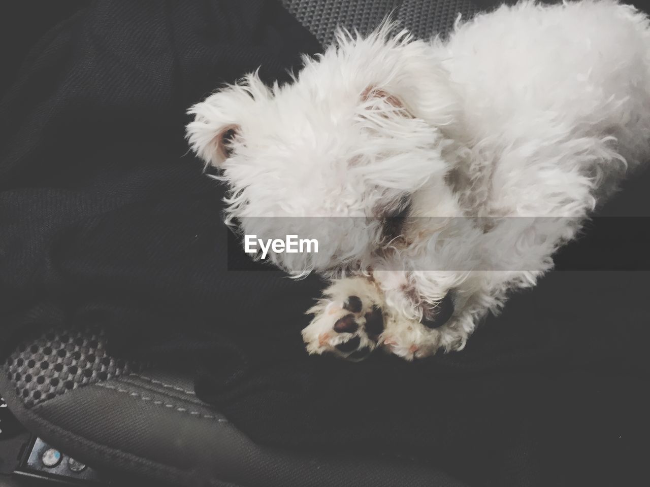 High angle view of white dog lying on seat