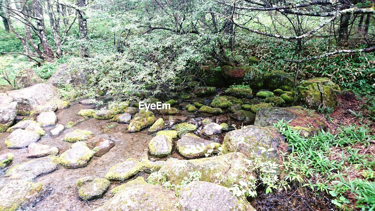 VIEW OF PLANTS IN WATER