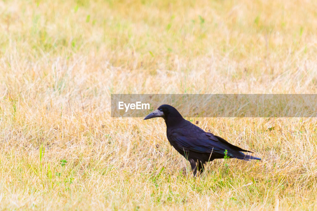 Crow on the field in summer season, looking for food