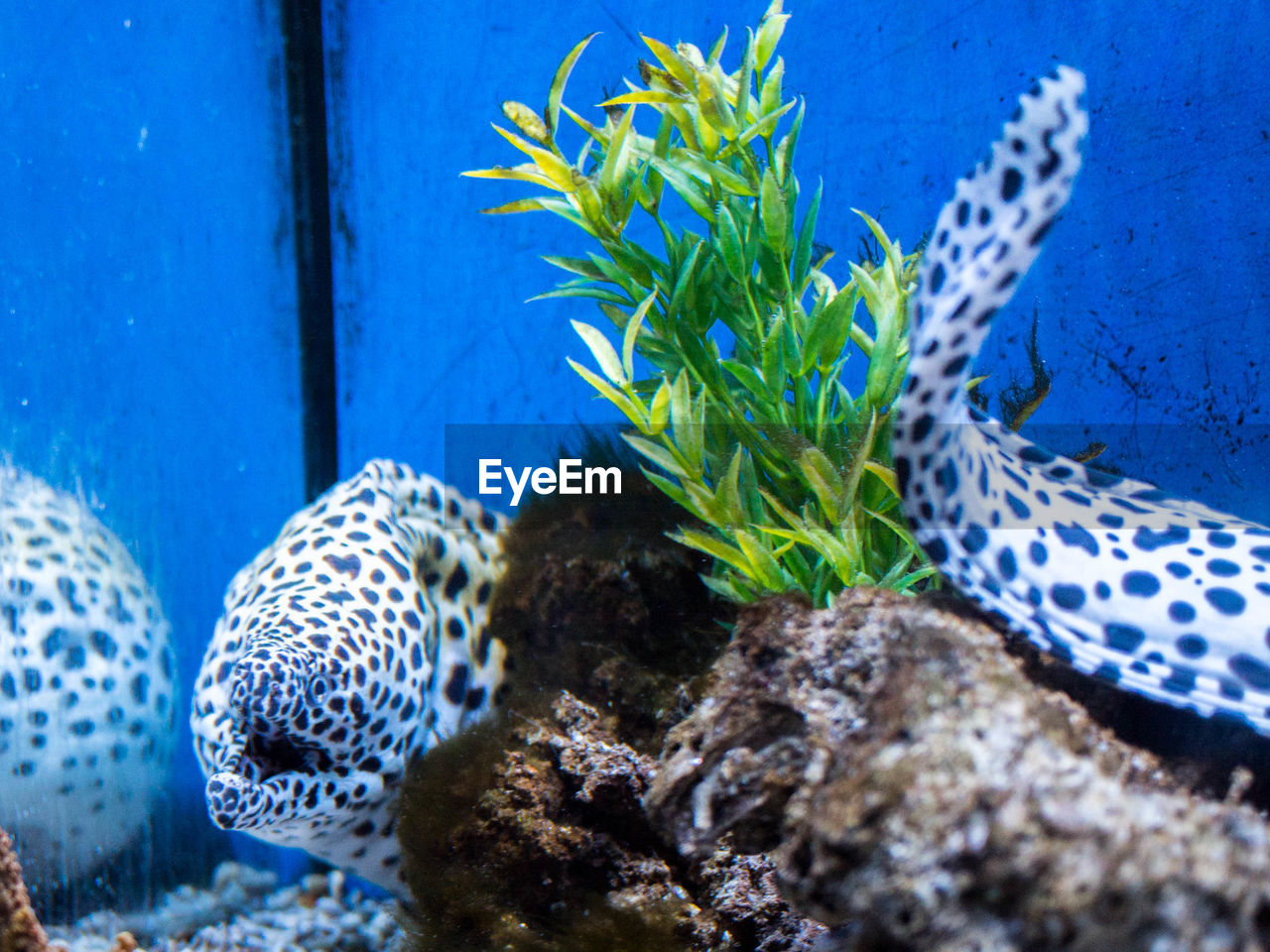 CLOSE-UP OF PLANTS GROWING IN BLUE SEA